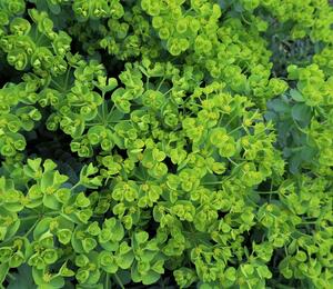 Pryšec myrtovitý - Euphorbia myrsinites