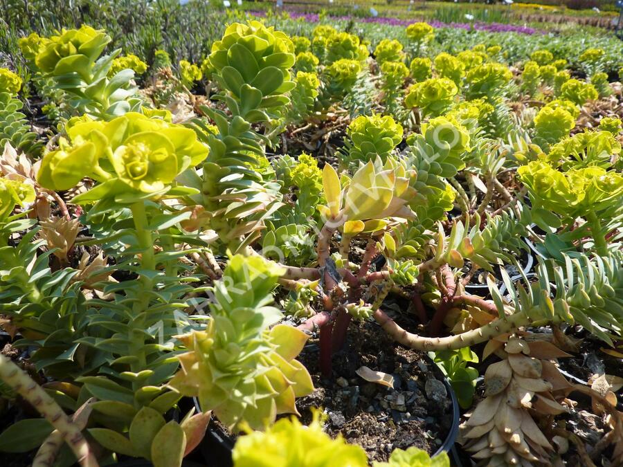 Pryšec myrtovitý - Euphorbia myrsinites