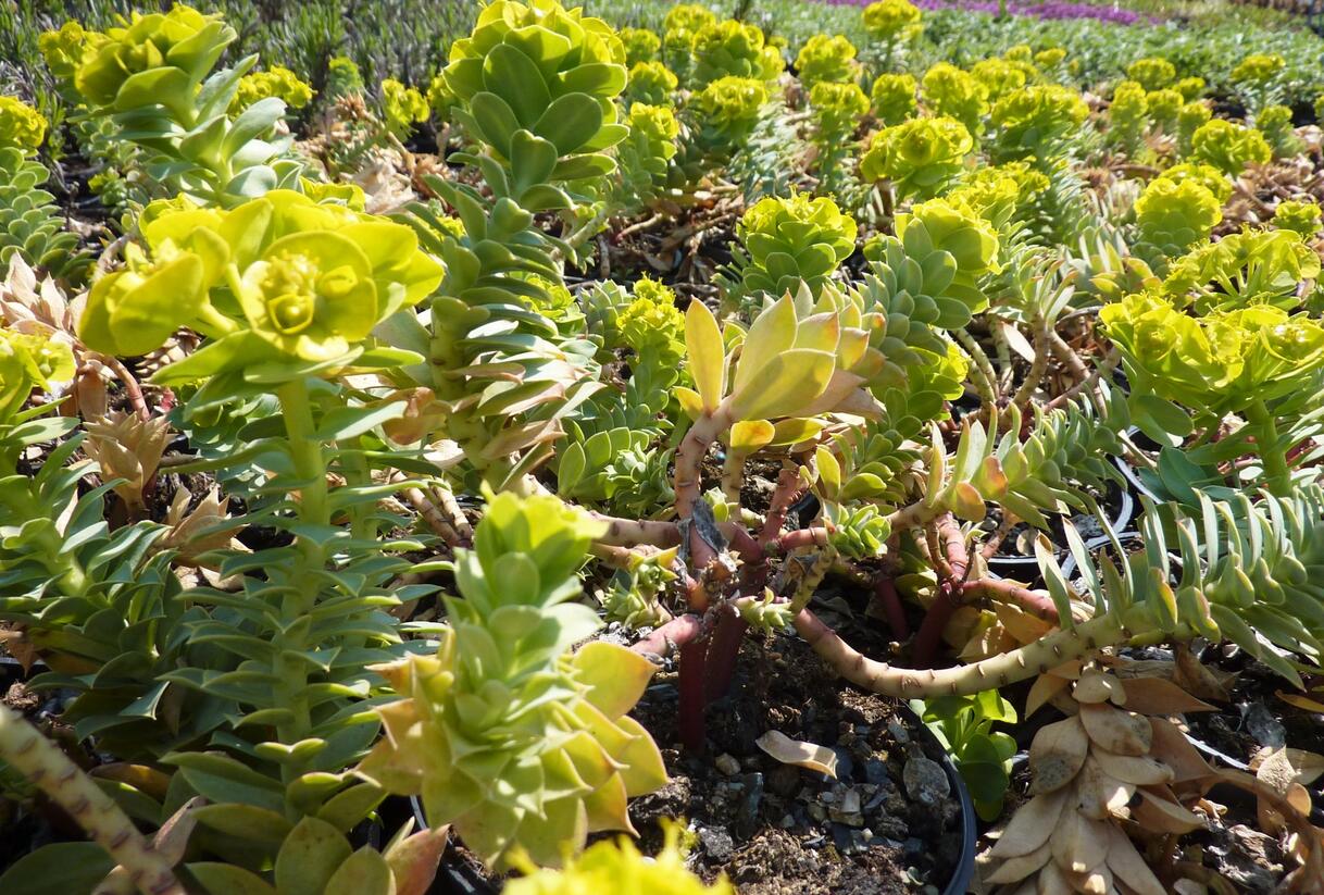 Pryšec myrtovitý - Euphorbia myrsinites