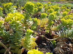 Pryšec myrtovitý - Euphorbia myrsinites