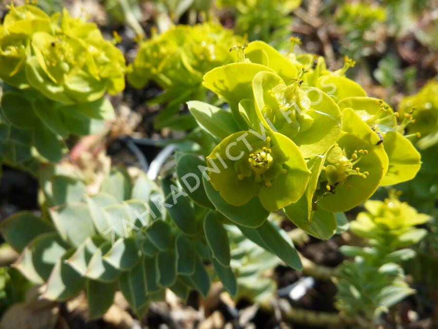 Pryšec myrtovitý - Euphorbia myrsinites