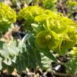 Pryšec myrtovitý - Euphorbia myrsinites