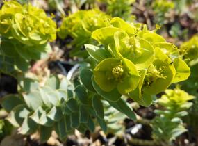 Pryšec myrtovitý - Euphorbia myrsinites