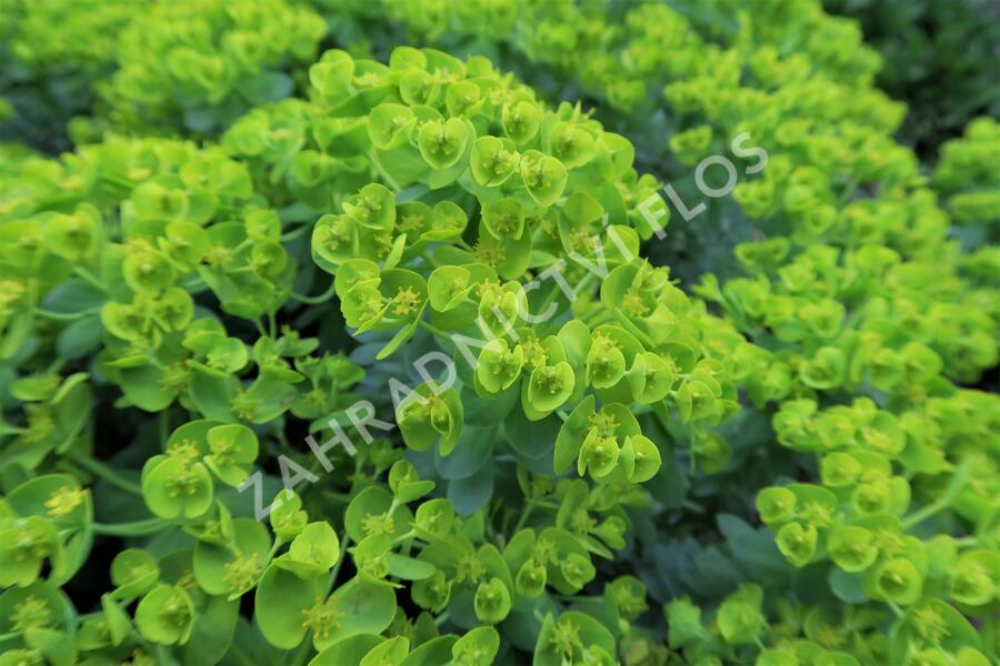 Pryšec myrtovitý - Euphorbia myrsinites