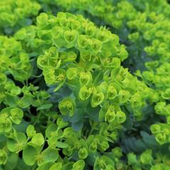 Pryšec myrtovitý - Euphorbia myrsinites