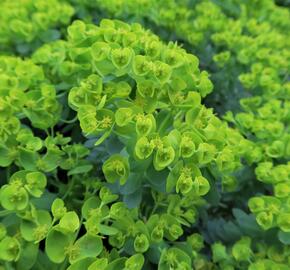 Pryšec myrtovitý - Euphorbia myrsinites