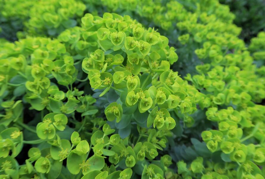 Pryšec myrtovitý - Euphorbia myrsinites