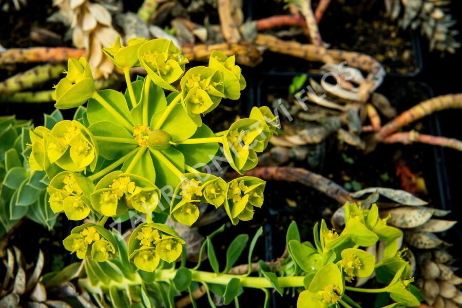 Pryšec myrtovitý - Euphorbia myrsinites