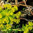 Pryšec myrtovitý - Euphorbia myrsinites