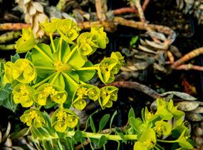 Pryšec myrtovitý - Euphorbia myrsinites