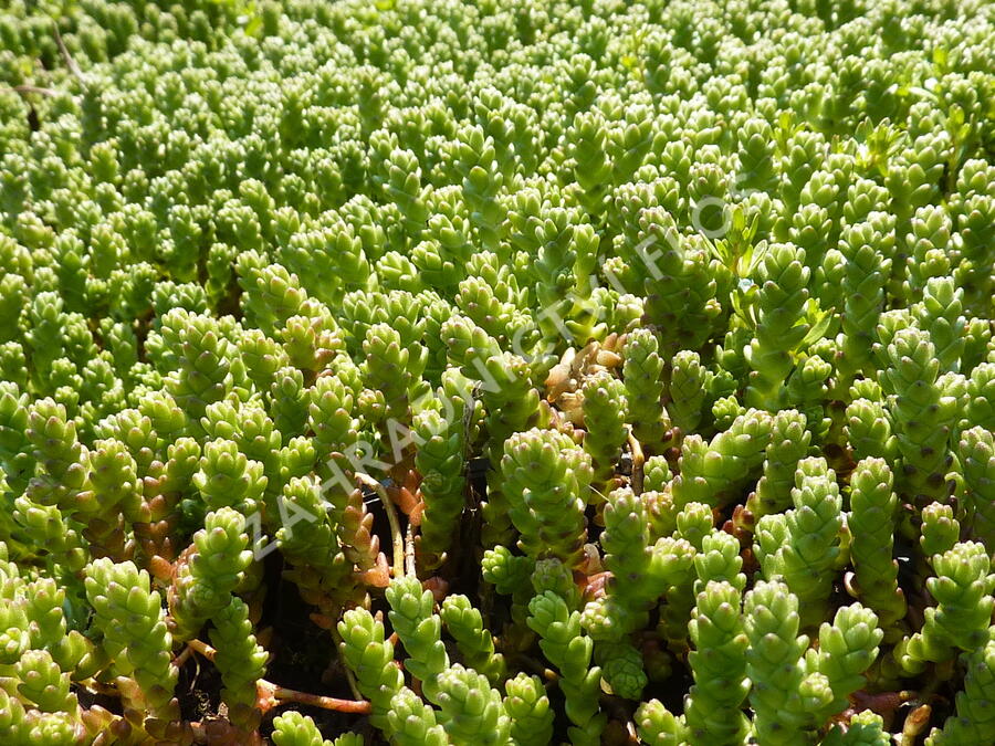 Rozchodník ostrý - Sedum acre