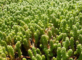 Rozchodník ostrý - Sedum acre