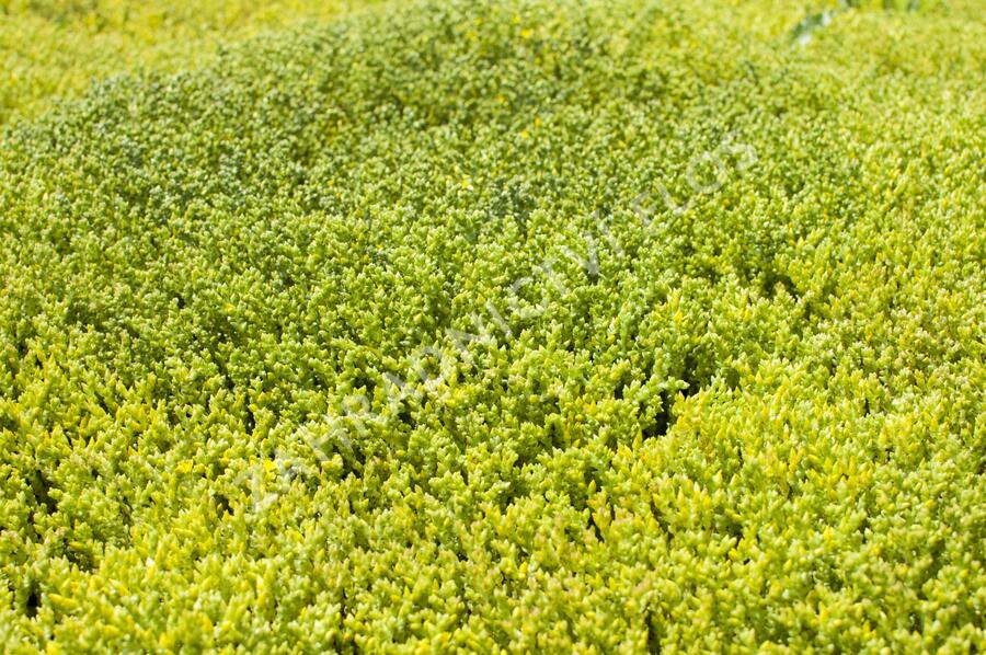 Rozchodník ostrý - Sedum acre