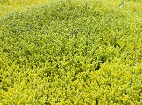 Rozchodník ostrý - Sedum acre