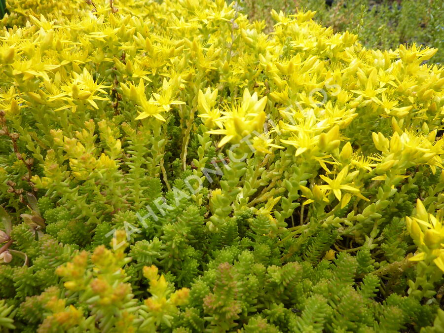 Rozchodník ostrý - Sedum acre