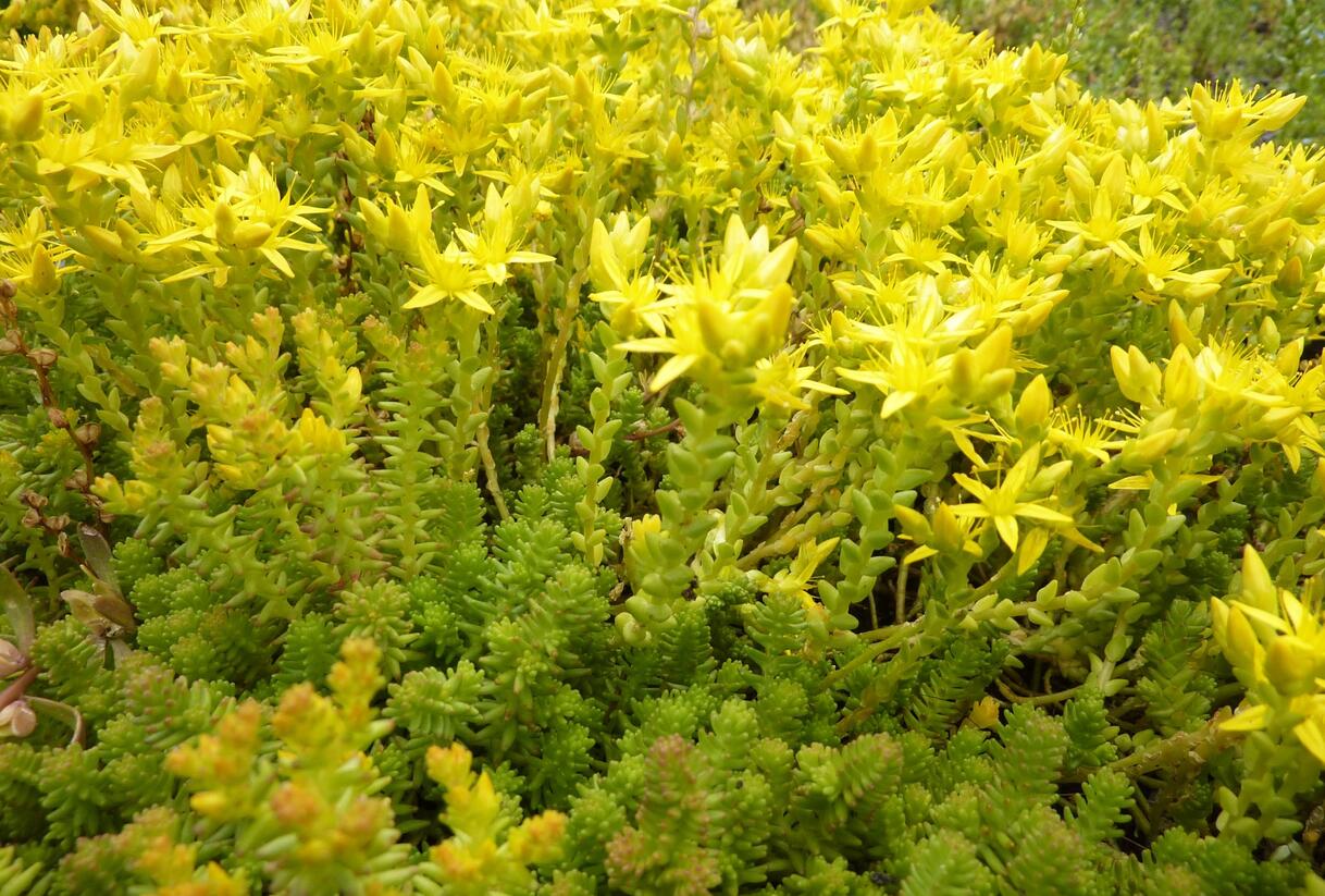 Rozchodník ostrý - Sedum acre