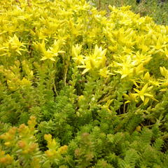 Rozchodník ostrý - Sedum acre