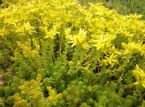 Rozchodník ostrý - Sedum acre