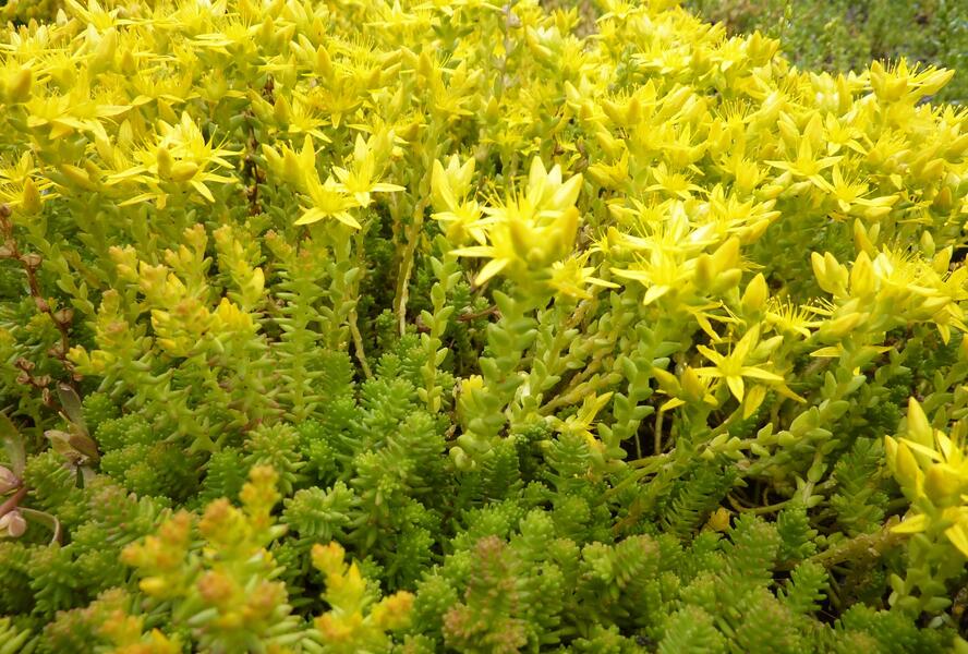 Rozchodník ostrý - Sedum acre