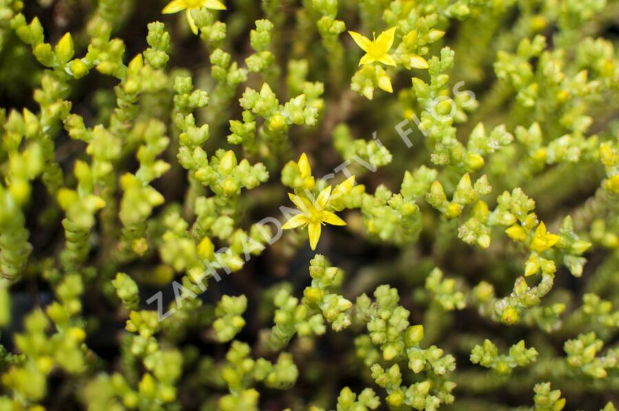 Rozchodník ostrý - Sedum acre