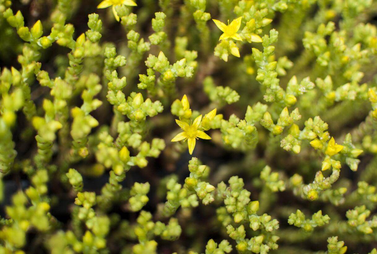 Rozchodník ostrý - Sedum acre