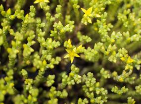 Rozchodník ostrý - Sedum acre