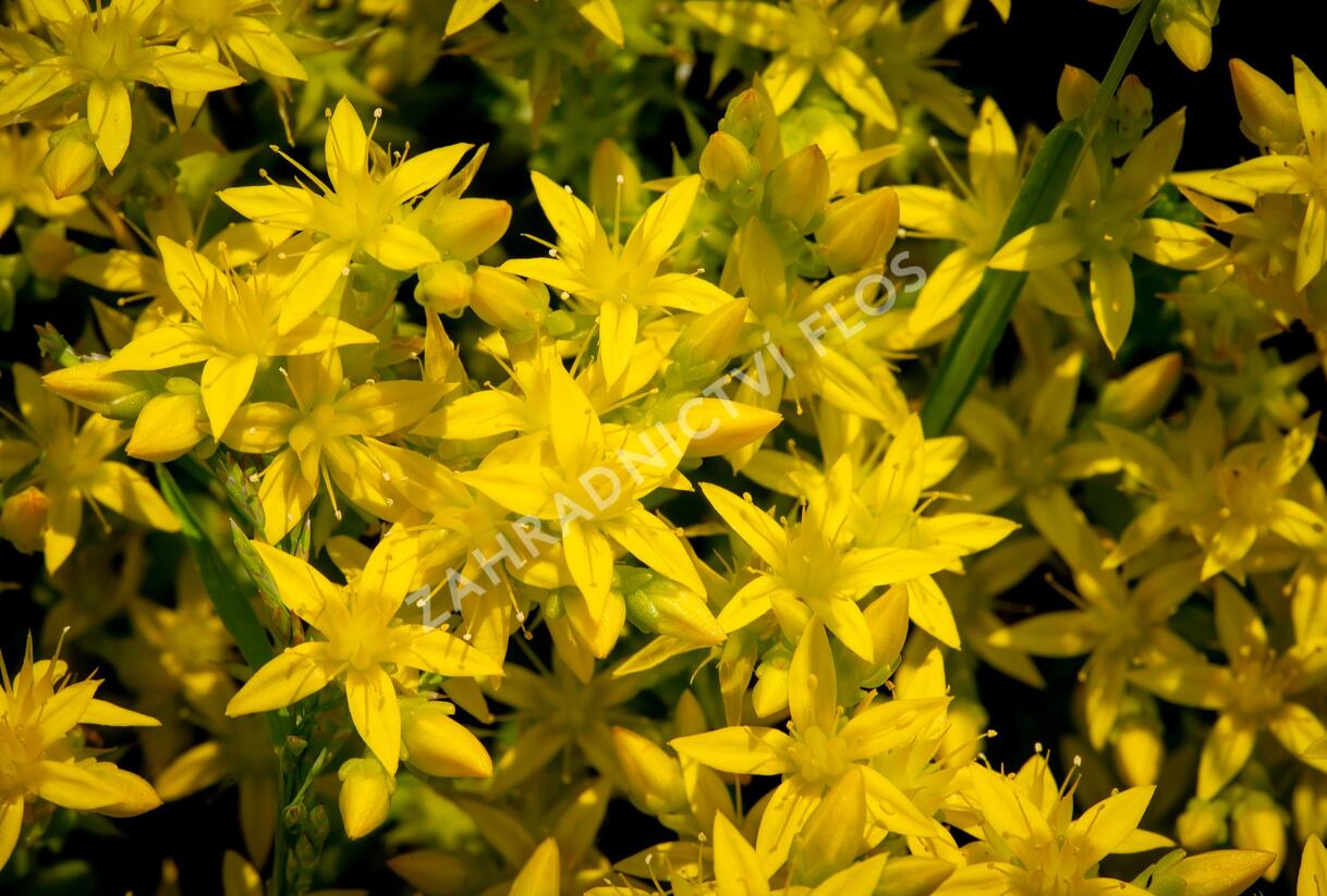 Rozchodník ostrý - Sedum acre