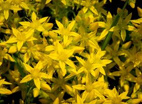 Rozchodník ostrý - Sedum acre