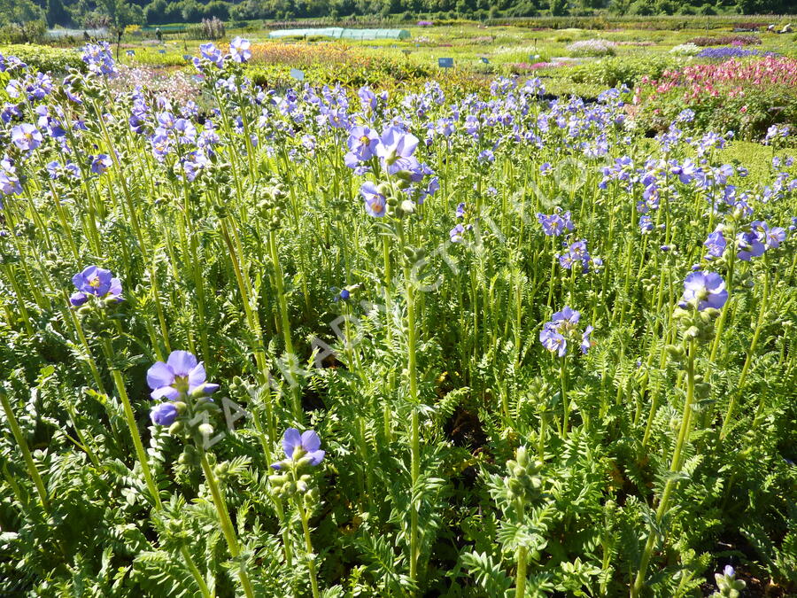 Jirnice 'Azuro' - Polemonium caeruleum 'Azuro'