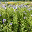 Jirnice 'Azuro' - Polemonium caeruleum 'Azuro'