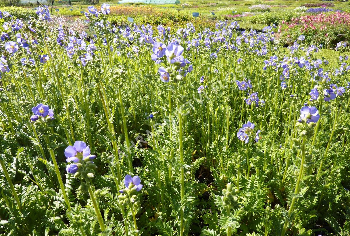 Jirnice 'Azuro' - Polemonium caeruleum 'Azuro'