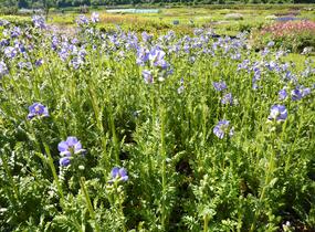 Jirnice 'Azuro' - Polemonium caeruleum 'Azuro'