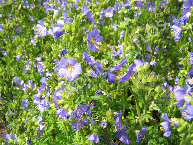 Jirnice 'Azuro' - Polemonium caeruleum 'Azuro'