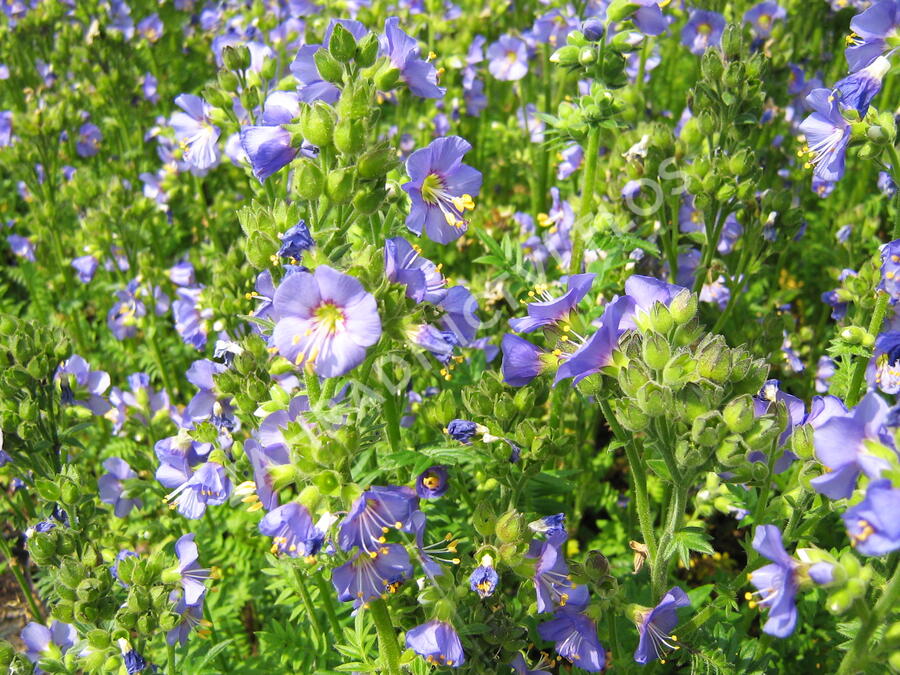 Jirnice 'Azuro' - Polemonium caeruleum 'Azuro'