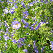 Jirnice 'Azuro' - Polemonium caeruleum 'Azuro'