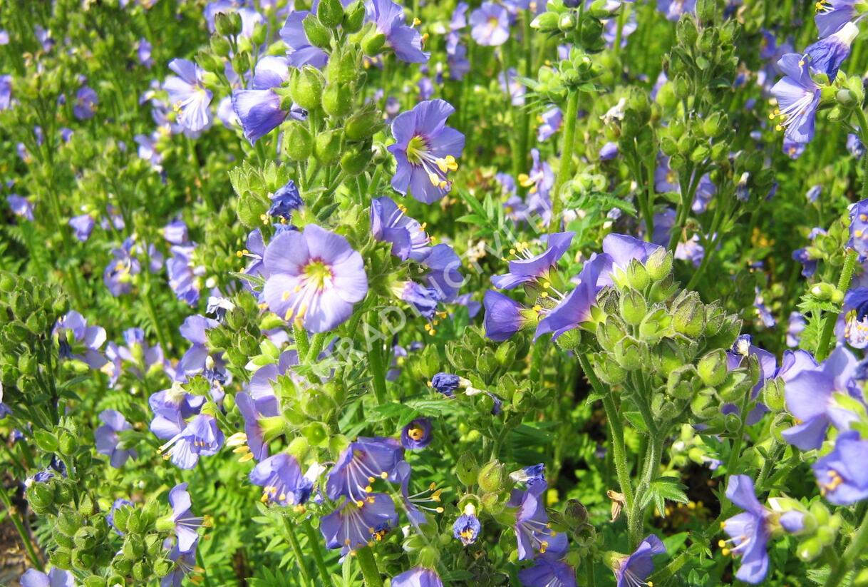 Jirnice 'Azuro' - Polemonium caeruleum 'Azuro'