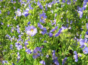 Jirnice 'Azuro' - Polemonium caeruleum 'Azuro'