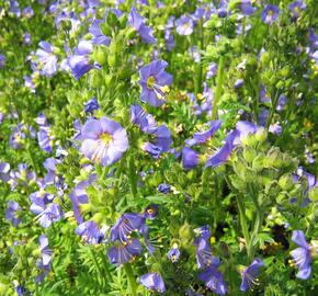 Jirnice 'Azuro' - Polemonium caeruleum 'Azuro'