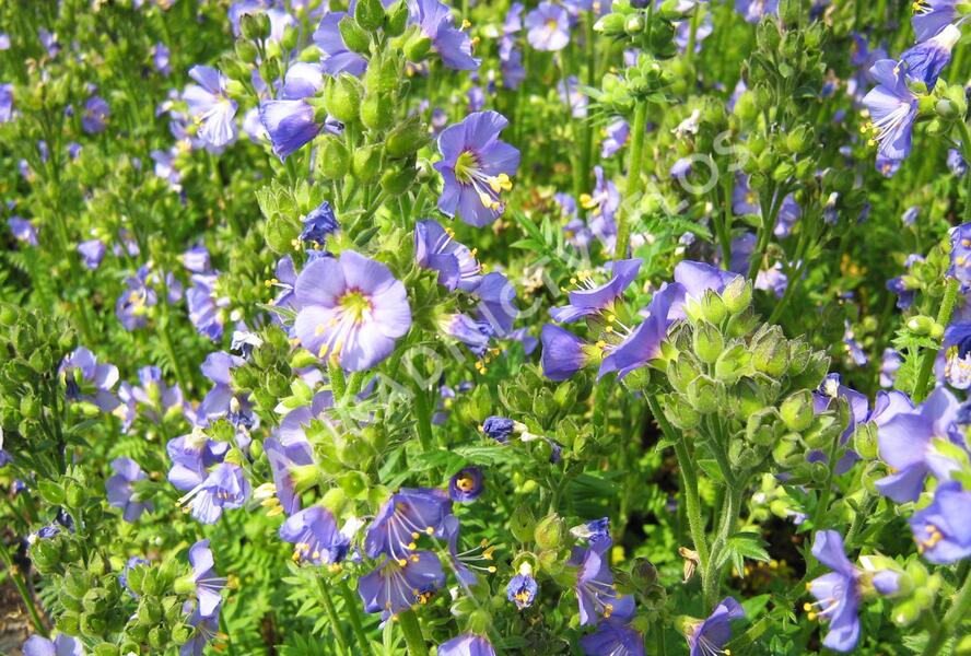 Jirnice 'Azuro' - Polemonium caeruleum 'Azuro'