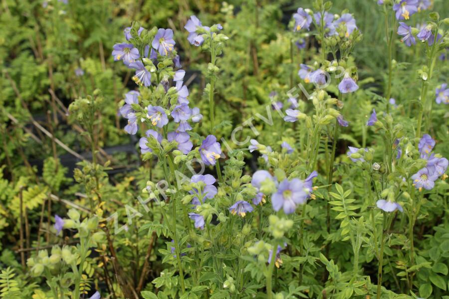 Jirnice 'Azuro' - Polemonium caeruleum 'Azuro'