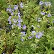 Jirnice 'Azuro' - Polemonium caeruleum 'Azuro'