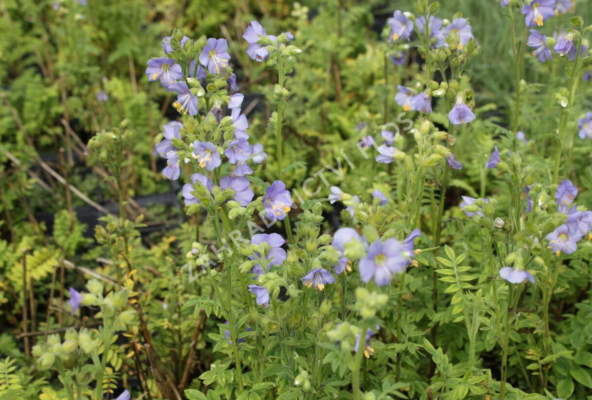 Jirnice 'Azuro' - Polemonium caeruleum 'Azuro'