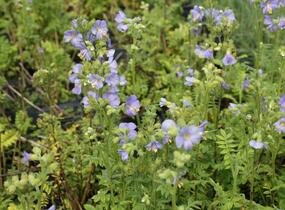 Jirnice 'Azuro' - Polemonium caeruleum 'Azuro'