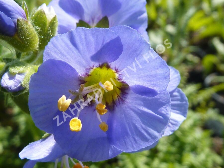 Jirnice 'Azuro' - Polemonium caeruleum 'Azuro'