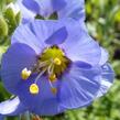 Jirnice 'Azuro' - Polemonium caeruleum 'Azuro'