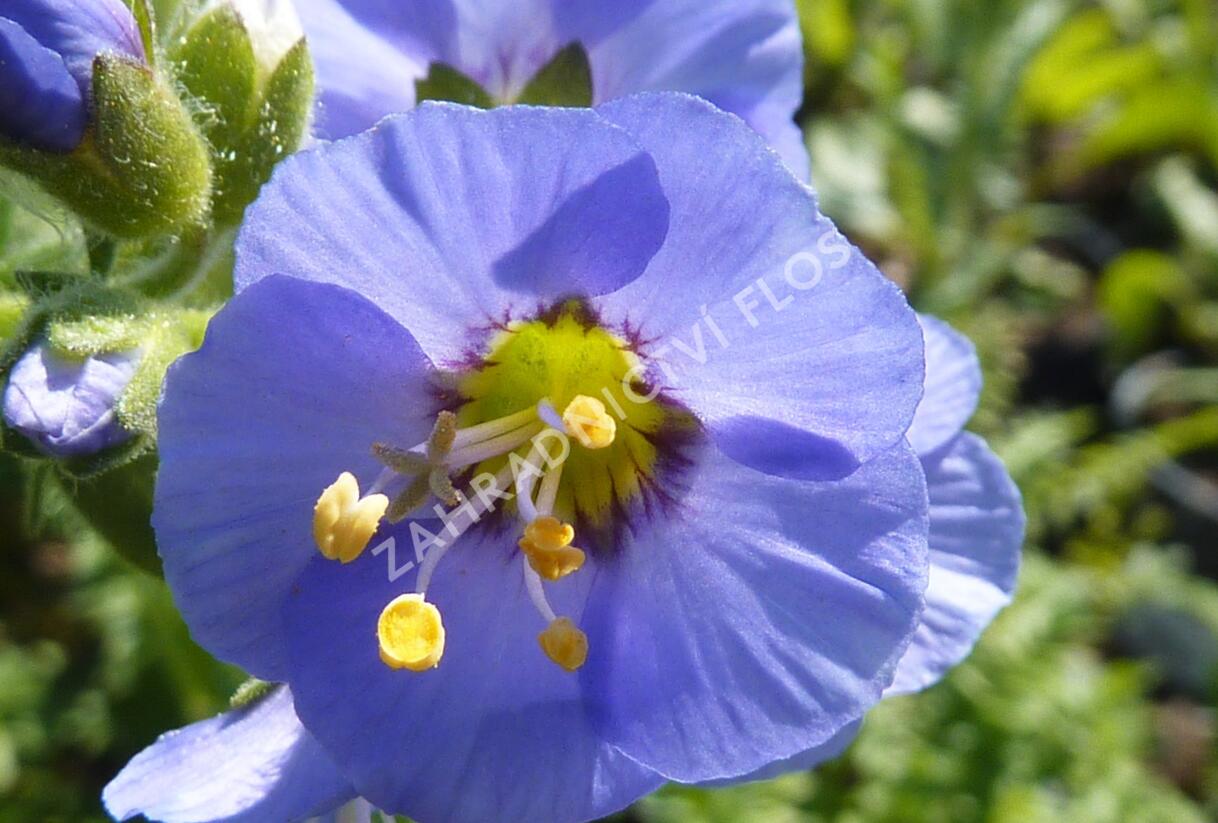 Jirnice 'Azuro' - Polemonium caeruleum 'Azuro'