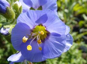 Jirnice 'Azuro' - Polemonium caeruleum 'Azuro'