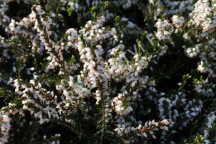 Vřesovec pleťový 'Isabell' - Erica carnea 'Isabell'