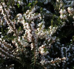 Vřesovec pleťový 'Isabell' - Erica carnea 'Isabell'