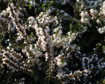 Vřesovec pleťový 'Isabell'